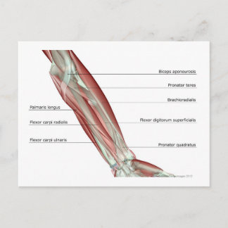 Forearm Musculoskelett Postkarte