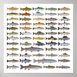 Forellen, Char, Grayling, Hucho und Whitefish Grou Poster