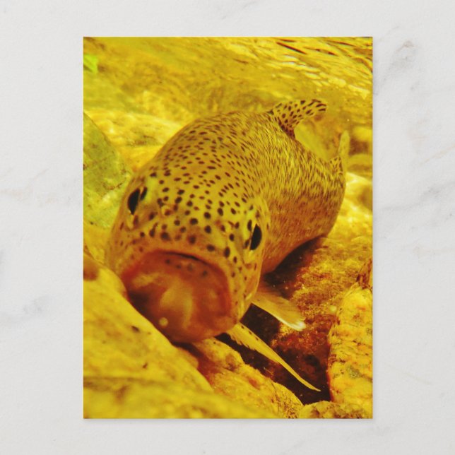 Forellen Postkarte (Vorderseite)