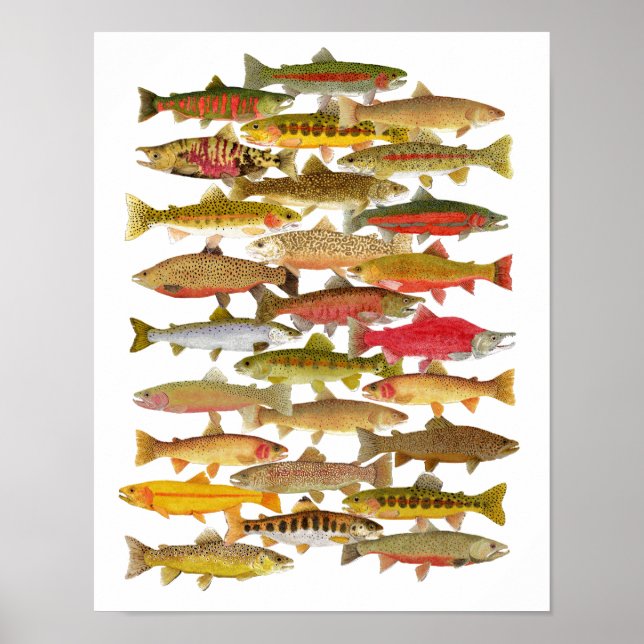 Forellen und Lachs Poster (Vorne)