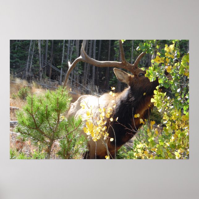 Forest Bull Elk Foto Naturewall Poster Mancave (Vorne)