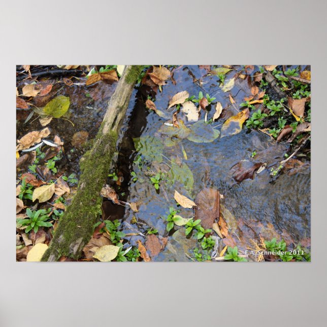 Forest-Creek-Plakat Poster (Vorne)