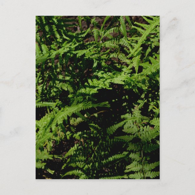 Forest Floor Ferns Postkarte (Vorderseite)