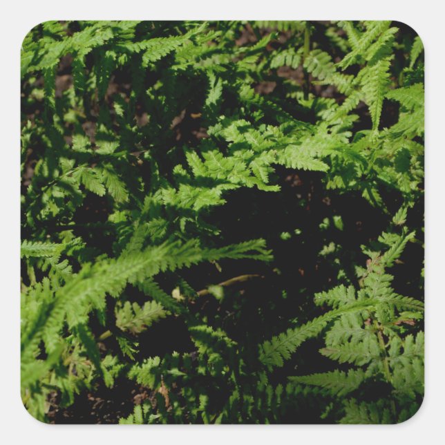 Forest Floor Ferns Quadratischer Aufkleber (Vorderseite)