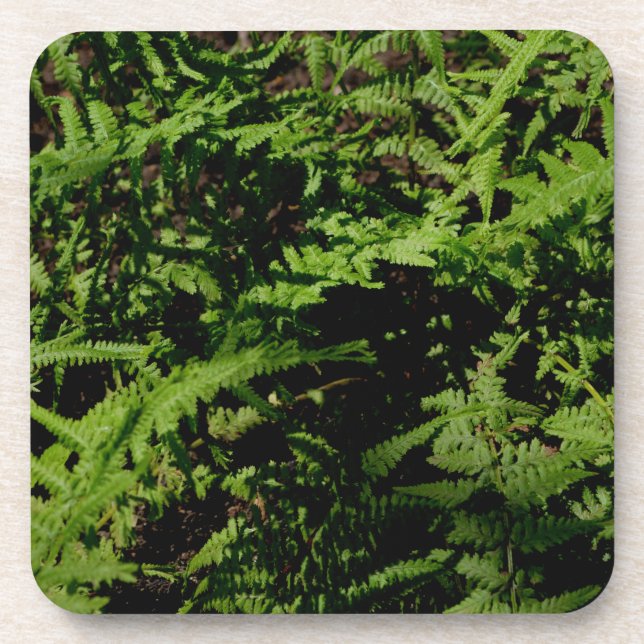 Forest Floor Ferns Untersetzer (Vorderseite)