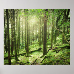 Forest in Killarney National Park   Kerry, Ireland Poster