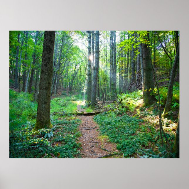 Forest Light Nature Fotografy Poster (Vorne)