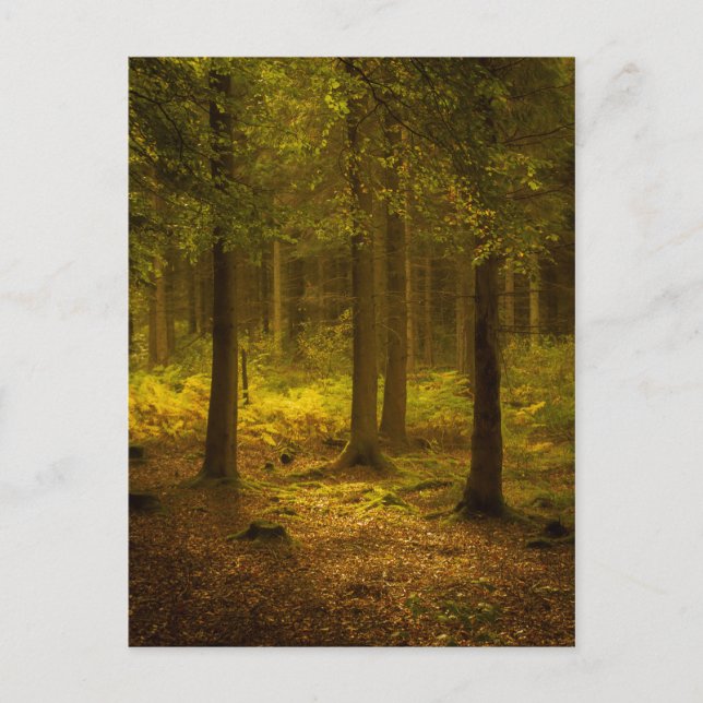 Forest Light Postkarte (Vorderseite)