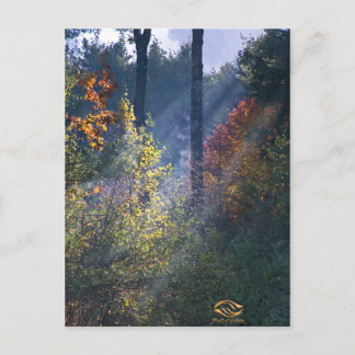 Forest Morning Vermont Fall Postkarte