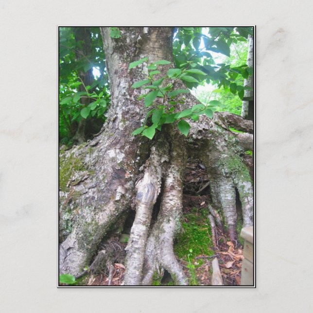 Forest Postcard Postkarte (Vorderseite)