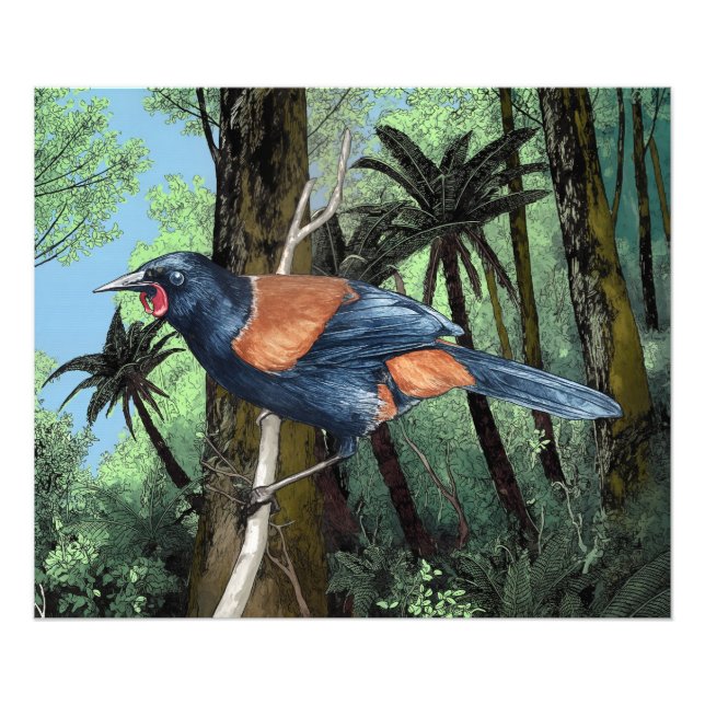 Forest Saddleback Bird Fotodruck (Vorne)