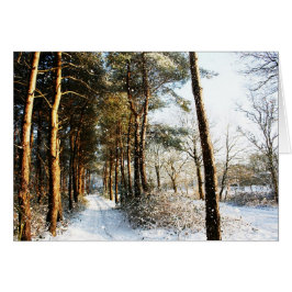 Forest Snow Scene Gccnm