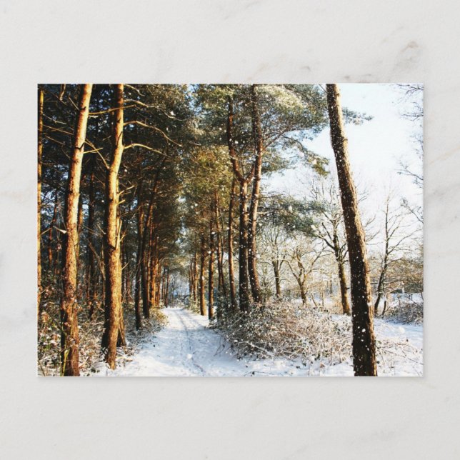 Forest Snow Scene pccnm Postkarte (Vorderseite)