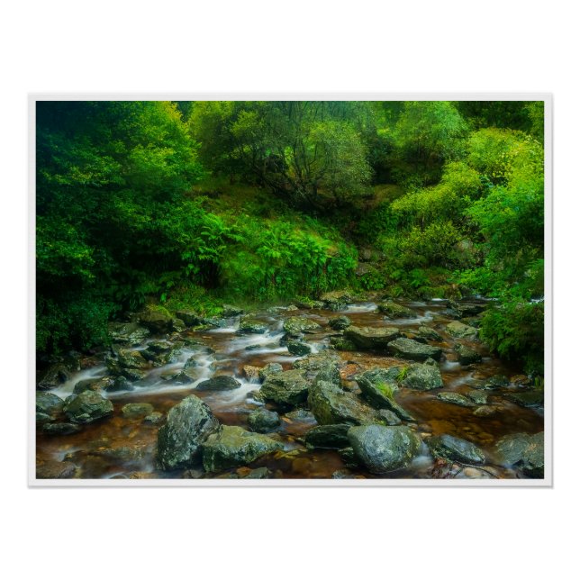 Forest Stream in Lush Woodland (Dargle River) Poster (Vorderseite)