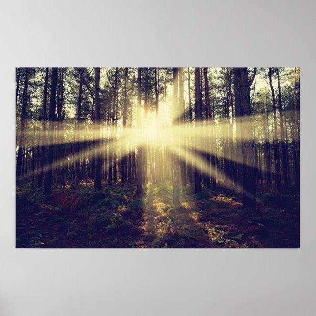 Forest Sunams Poster (Vorne)