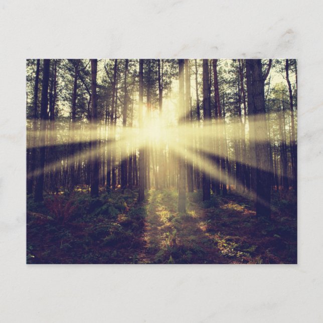 Forest Sunams Postkarte (Vorderseite)