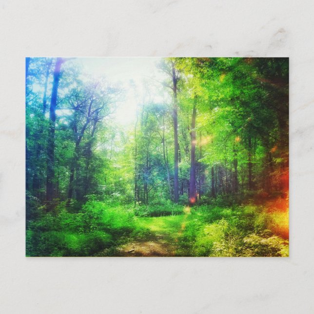 FOREST SUNCOLORS POSTCARD POSTKARTE (Vorderseite)
