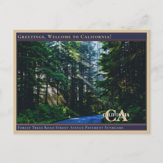 Forest Trees Road Avenue Pavement Lido  Postkarte (Vorderseite)