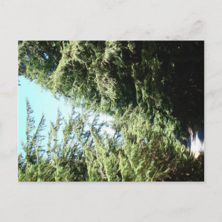 Forested Road Moran Staat Park Postkarte