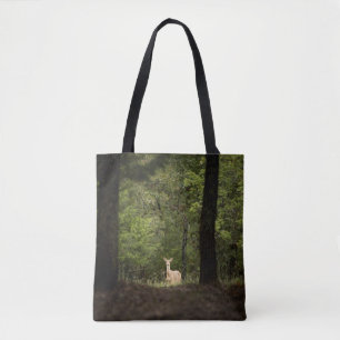 Forests A White Tailed Deer in the Woods