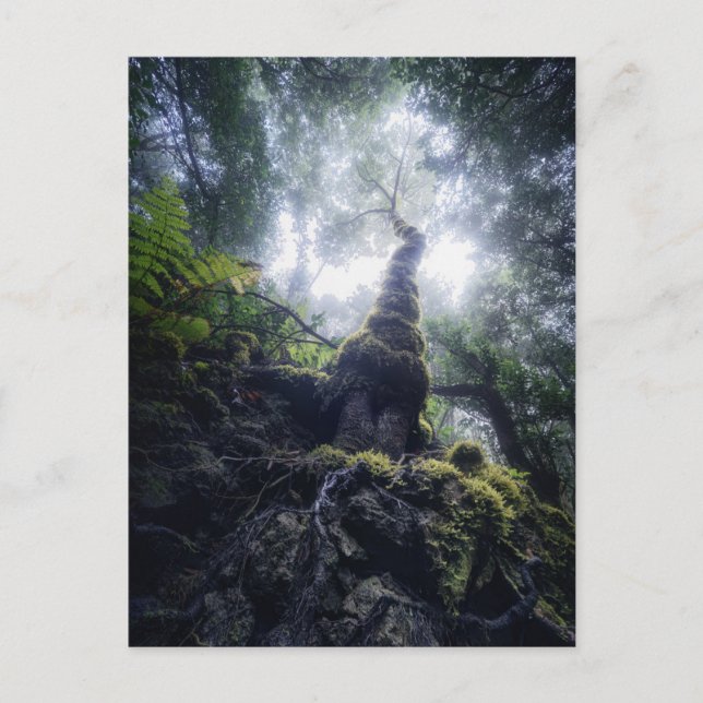 Forests | Anaga Rural Park Canary Islands Postkarte (Vorderseite)