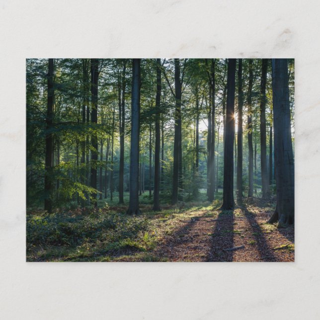 Forests | Black Forest Germany Postkarte (Vorderseite)