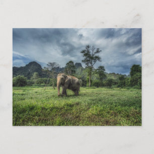 Forests   Kao Sok National Park Postkarte