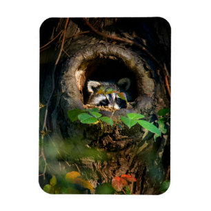 Forests   Raccoon Peeking Magnet