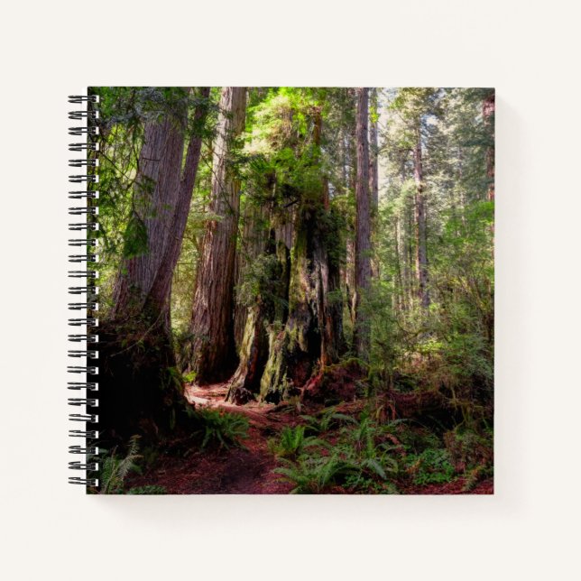 Forests | Redwood Forest California Notizbuch (Vorderseite)