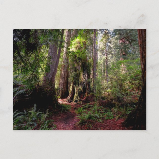 Forests | Redwood Forest California Postkarte (Vorderseite)