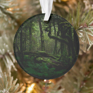Forests   Routeburn Track Fiordland National Park Ornament