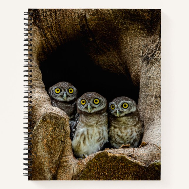 Forests Three Owls Looking Notizbuch (Vorderseite)