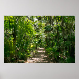 Forests Tropical Rainforest Tulum Mexico Poster