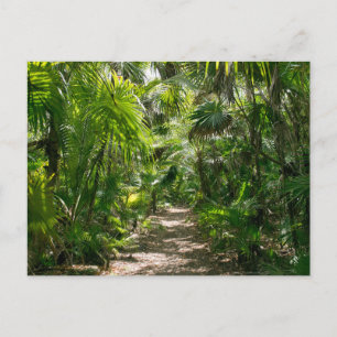 Forests Tropical Rainforest Tulum Mexico Postkarte