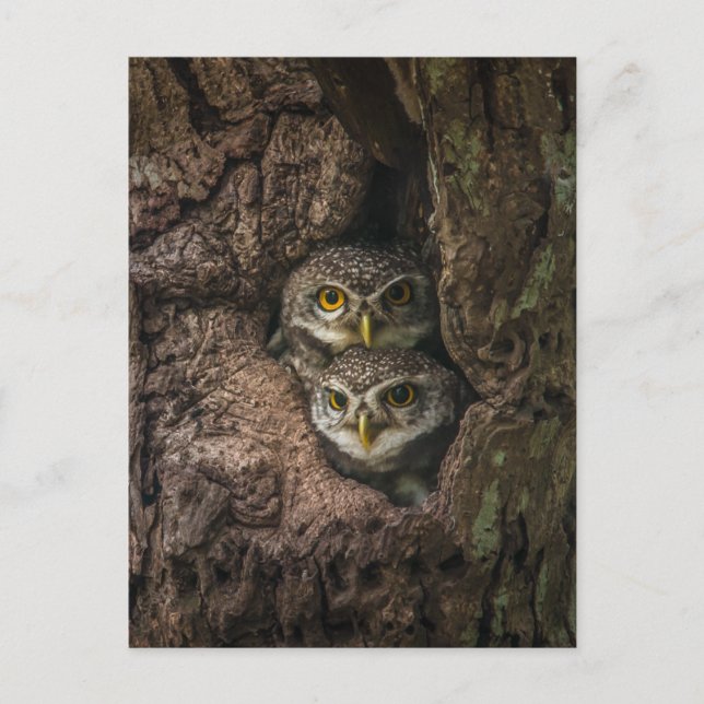 Forests | Two Owls Looking Postkarte (Vorderseite)