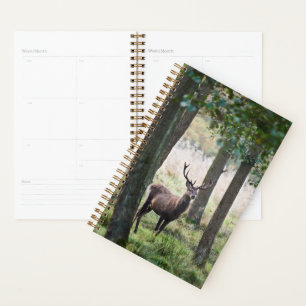 Forests Woodlands & Red Deer Planer