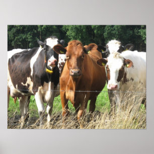 Forever Friends Cow Poster Geschenk