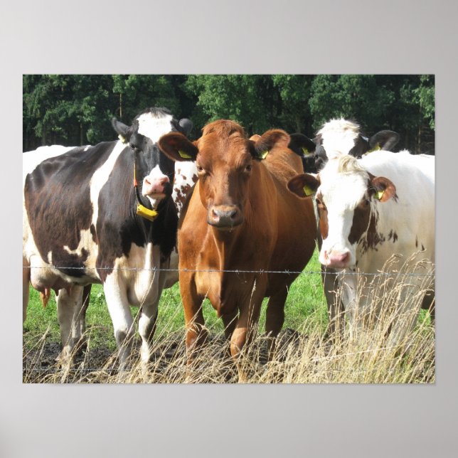 Forever Friends Cow Poster Geschenk (Vorne)