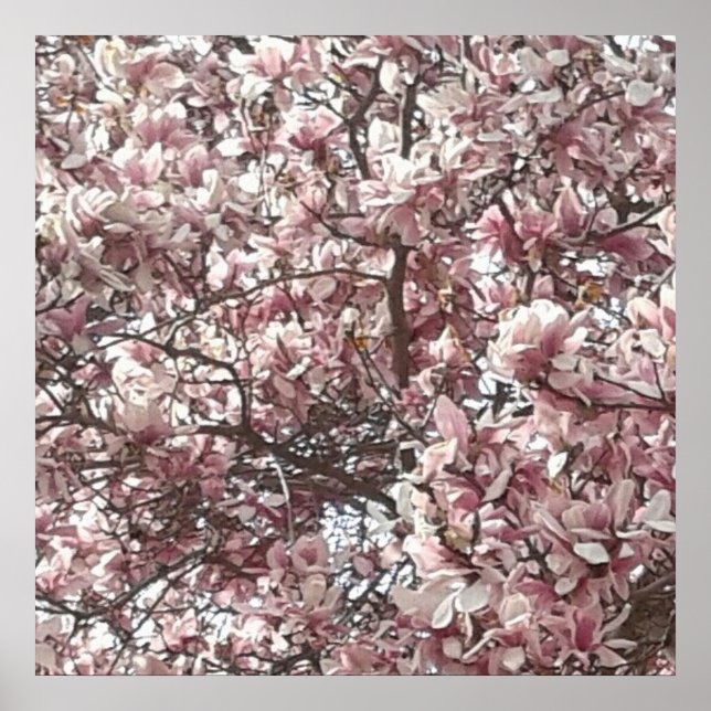 Forever Spring Magnolia Fotografy Poster (Vorne)