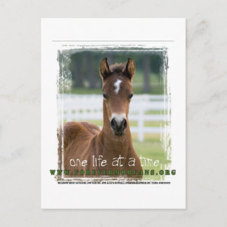 ForeverMorgans One Life to a Time Foal Postkarte