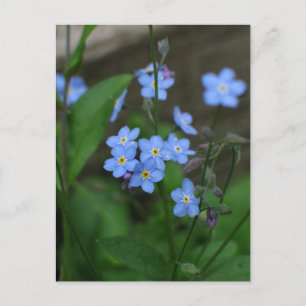 Forget-me-not-flower Postkarte