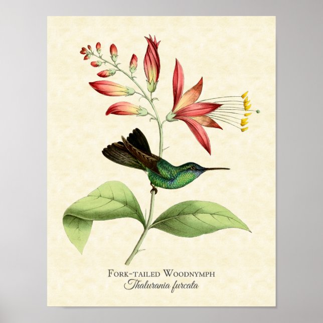 Fork Tail Wood Nymph Hummingbird Art Print Poster (Vorne)