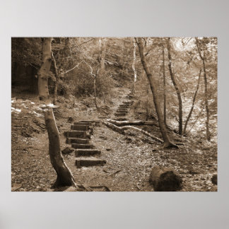 Forrest Steps XL Leinwand Poster