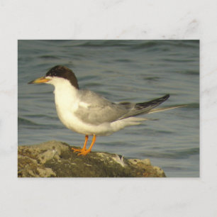 Forster's Tern Postkarte