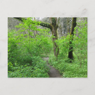 Forstweg Postkarte