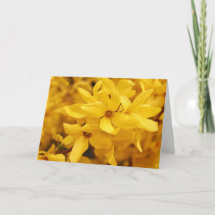 Forsythia-Blumen-Gruß-Karte Karte