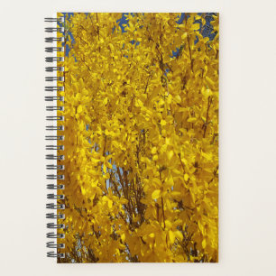 Forsythia Bush Up Nah Planer