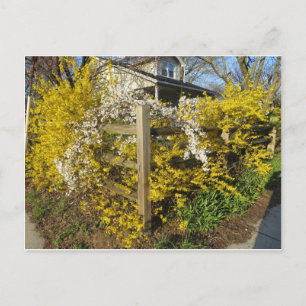 Forsythia Fence Postkarte