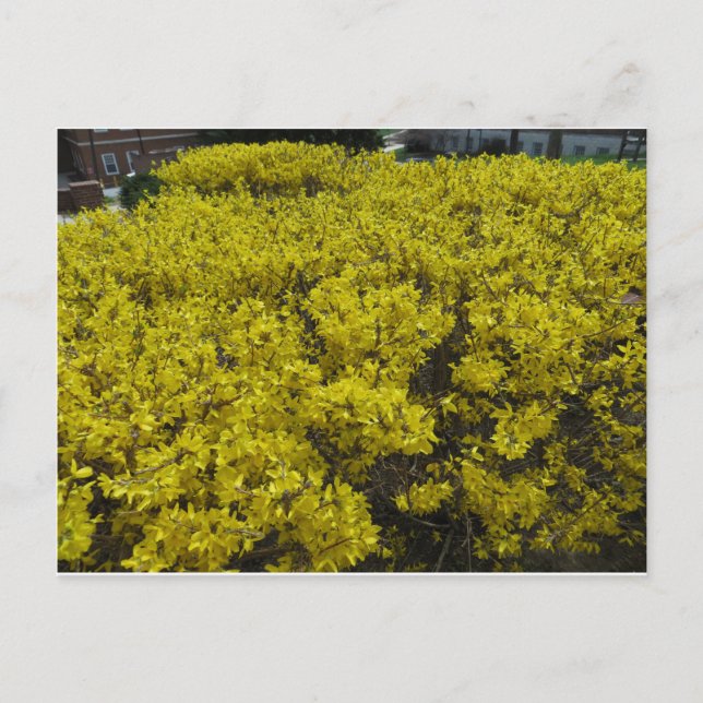 Forsythia Field Postkarte (Vorderseite)