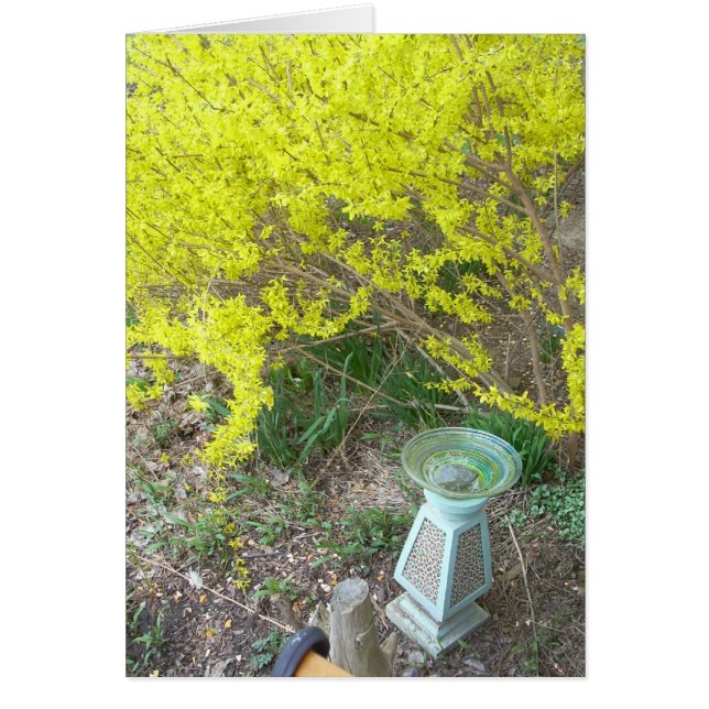 Forsythia in Bloom (Vorne)
